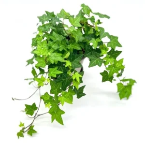 English Ivy Live Plant 2-Pack, Hardy Green Ivy, 4 Inch Pot, Indoor/Outdoor Climbing Plant - Image 7