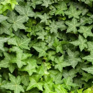 English Ivy Live Plant 2-Pack, Hardy Green Ivy, 4 Inch Pot, Indoor/Outdoor Climbing Plant - Image 8