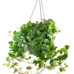 English Ivy Live Plant 2-Pack, Hardy Green Ivy, 4 Inch Pot, Indoor/Outdoor Climbing Plant - Image 1