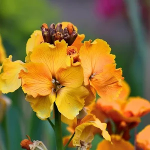 English Wallflower Cheiranthus cheiri Seeds - 300 Heirloom Flower Seeds for Gardens - Image 2
