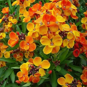 English Wallflower Cheiranthus cheiri Seeds - 300 Heirloom Flower Seeds for Gardens - Image 1