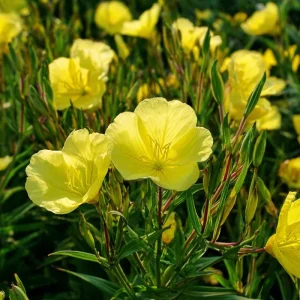 Evening Primrose Flower Seeds - 150 Count, Fragrant Yellow Blooms, Oenothera Biennis - Image 4