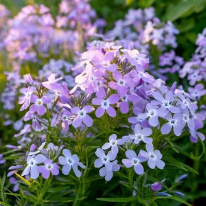 Evening Scented Stock Seeds – Matthiola Longipetala, Fragrant White Blooms, 2500 Seeds, Outdoor - Image 2