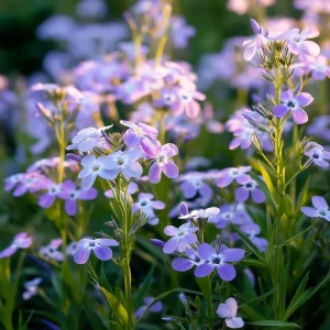 Evening Scented Stock Seeds – Matthiola Longipetala, Fragrant White Blooms, 2500 Seeds, Outdoor - Image 4