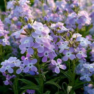 Evening Scented Stock Seeds – Matthiola Longipetala, Fragrant White Blooms, 2500 Seeds, Outdoor - Image 1