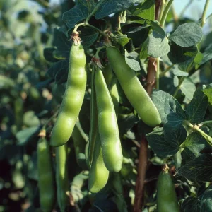 Fava Bean Seeds - 25 Count - High-Yield Legumes for Garden & Containers - Image 2