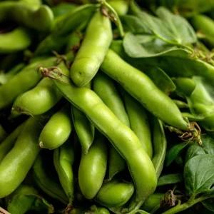 Fava Bean Seeds - 25 Count - High-Yield Legumes for Garden & Containers - Image 1