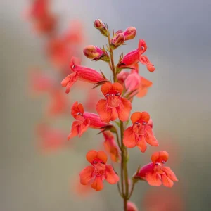 Firecracker Penstemon Seeds - 100 Eaton's Penstemon Seeds for Pollinators, Drought Tolerant - Image 2