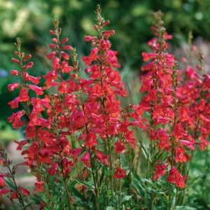 Firecracker Penstemon Seeds - 100 Eaton's Penstemon Seeds for Pollinators, Drought Tolerant - Image 3