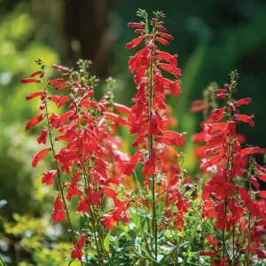 Firecracker Penstemon Seeds - 100 Eaton's Penstemon Seeds for Pollinators, Drought Tolerant - Image 1
