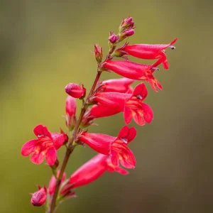 Firecracker Penstemon Seeds - 100 Eaton's Penstemon Seeds for Pollinators, Drought Tolerant - Image 4