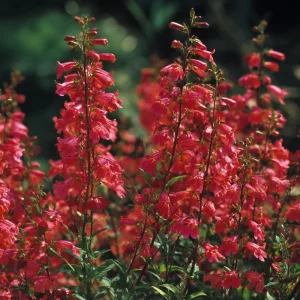 Firecracker Penstemon Seeds - 100 Eaton's Penstemon Seeds for Pollinators, Drought Tolerant - Image 5