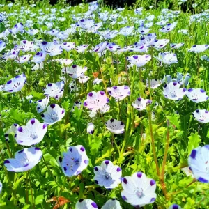 Five Spot Flower Seeds - Nemophila maculata - 80 Annual Wildflower Seeds - Image 2