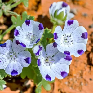 Five Spot Flower Seeds - Nemophila maculata - 80 Annual Wildflower Seeds - Image 3