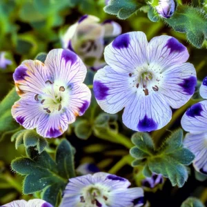 Five Spot Flower Seeds - Nemophila maculata - 80 Annual Wildflower Seeds - Image 4