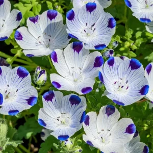 Five Spot Flower Seeds - Nemophila maculata - 80 Annual Wildflower Seeds - Image 1