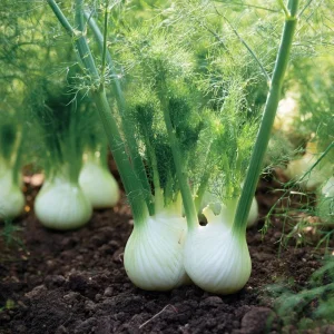 Florence Fennel Seeds - Heirloom Bulbing Finocchio - 200 Seeds - Image 3