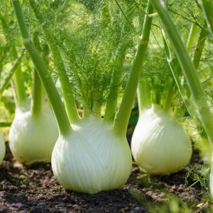 Florence Fennel Seeds - Heirloom Bulbing Finocchio - 200 Seeds - Image 1