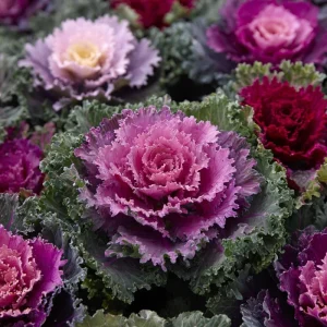 Flowering Kale Ornamental Cabbage Seeds Mix - Pink, Red, White - 25 Seeds - Image 2