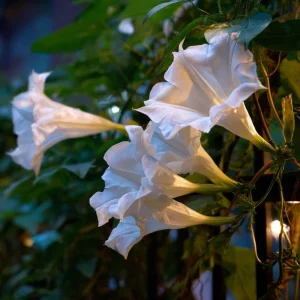 Fragrant Moon Vine Seeds - 15 Night Blooming White Flower Seeds - Image 4