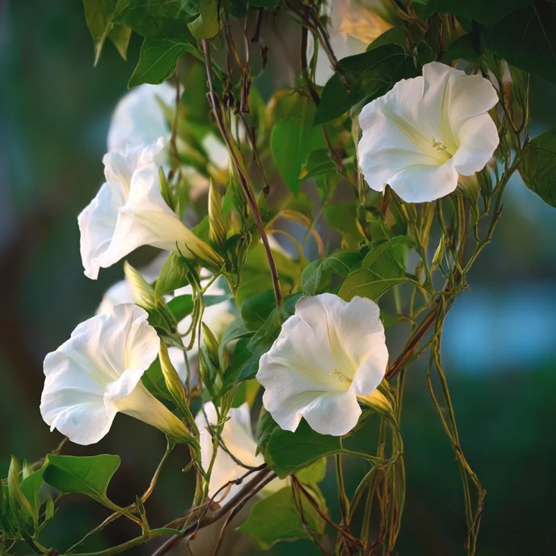 Fragrant Moon Vine Seeds - 15 Night Blooming White Flower Seeds - Image 7