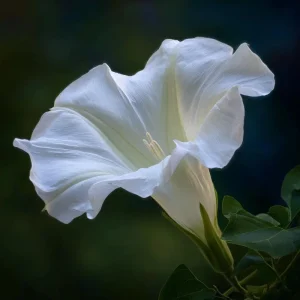 Fragrant Moon Vine Seeds - 15 Night Blooming White Flower Seeds - Image 8