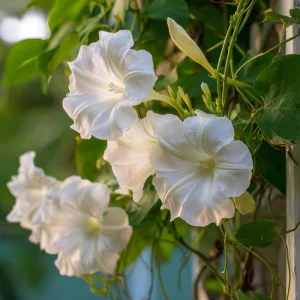 Fragrant Moon Vine Seeds - 15 Night Blooming White Flower Seeds - Image 1