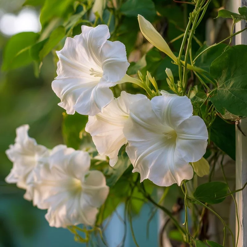 Fragrant Moon Vine Seeds - 15 Night Blooming White Flower Seeds - Image 1