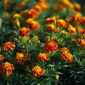 French Marigold Seeds – Vibrant Tagetes Patula, 300 Seeds, Outdoor - Image 2