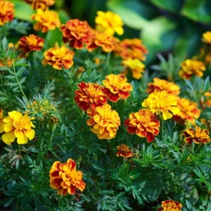 French Marigold Seeds – Vibrant Tagetes Patula, 300 Seeds, Outdoor - Image 3