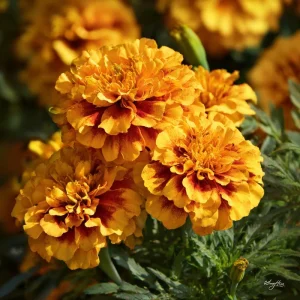 French Marigold Seeds – Vibrant Tagetes Patula, 300 Seeds, Outdoor - Image 4
