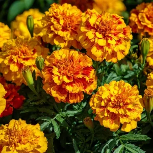 French Marigold Seeds – Vibrant Tagetes Patula, 300 Seeds, Outdoor - Image 1