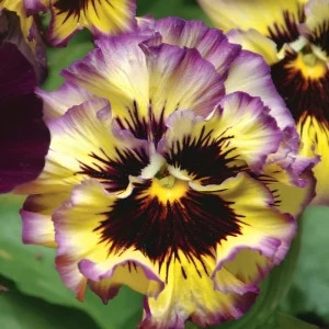 Frizzle Sizzle Lemonberry Pansy Seeds - Ruffled Viola x wittrockiana - 25 Seeds - Image 2
