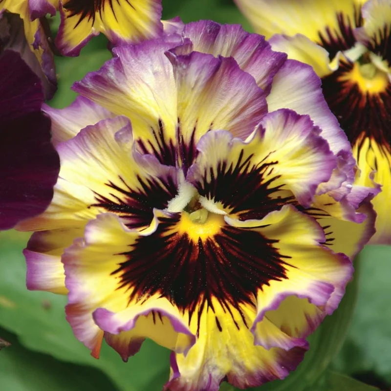 Frizzle Sizzle Lemonberry Pansy Seeds - Ruffled Viola x wittrockiana - 25 Seeds - Image 2