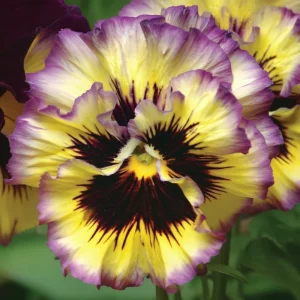 Frizzle Sizzle Lemonberry Pansy Seeds - Ruffled Viola x wittrockiana - 25 Seeds - Image 3