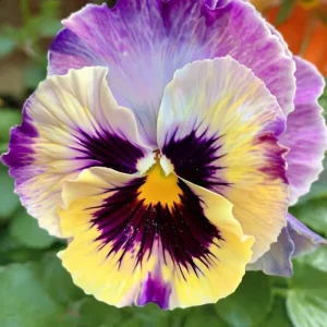 Frizzle Sizzle Lemonberry Pansy Seeds - Ruffled Viola x wittrockiana - 25 Seeds - Image 4