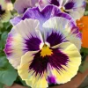 Frizzle Sizzle Lemonberry Pansy Seeds - Ruffled Viola x wittrockiana - 25 Seeds - Image 1