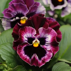 Frizzle Sizzle Raspberry Pansy Seeds - 25 Ruffled Viola Seeds - Outdoor - Image 2