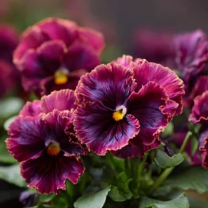 Frizzle Sizzle Raspberry Pansy Seeds - 25 Ruffled Viola Seeds - Outdoor - Image 4