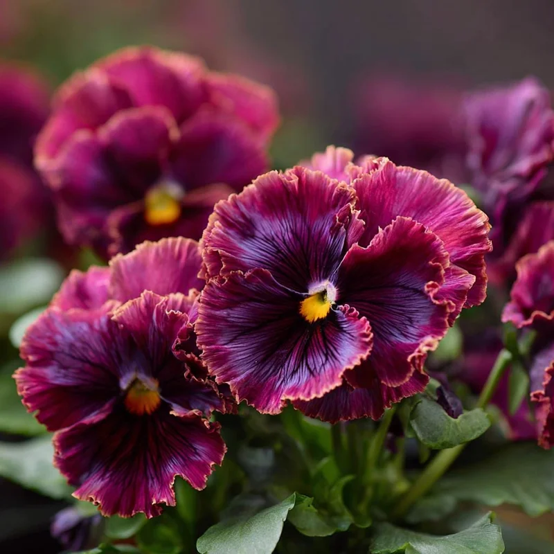 Frizzle Sizzle Raspberry Pansy Seeds - 25 Ruffled Viola Seeds - Outdoor - Image 4