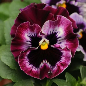 Frizzle Sizzle Raspberry Pansy Seeds - 25 Ruffled Viola Seeds - Outdoor - Image 1