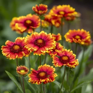 Gaillardia Aristata Seeds - 200 Blanket Flower Seeds, Red & Yellow Perennial - Image 3