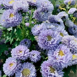 Gala Blue Aster Seeds - 25 Count - Rich Blue-Purple Blooms for Gardens & Cut Flowers - Image 2