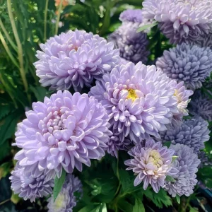 Gala Blue Aster Seeds - 25 Count - Rich Blue-Purple Blooms for Gardens & Cut Flowers - Image 3