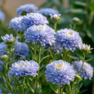 Gala Blue Aster Seeds - 25 Count - Rich Blue-Purple Blooms for Gardens & Cut Flowers - Image 4