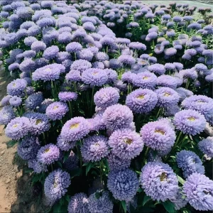 Gala Blue Aster Seeds - 25 Count - Rich Blue-Purple Blooms for Gardens & Cut Flowers - Image 1