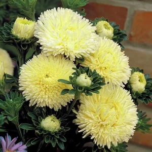 Gala Shiny Yellow Aster Seeds - 25 Annual Flower Seeds for Garden - Image 2