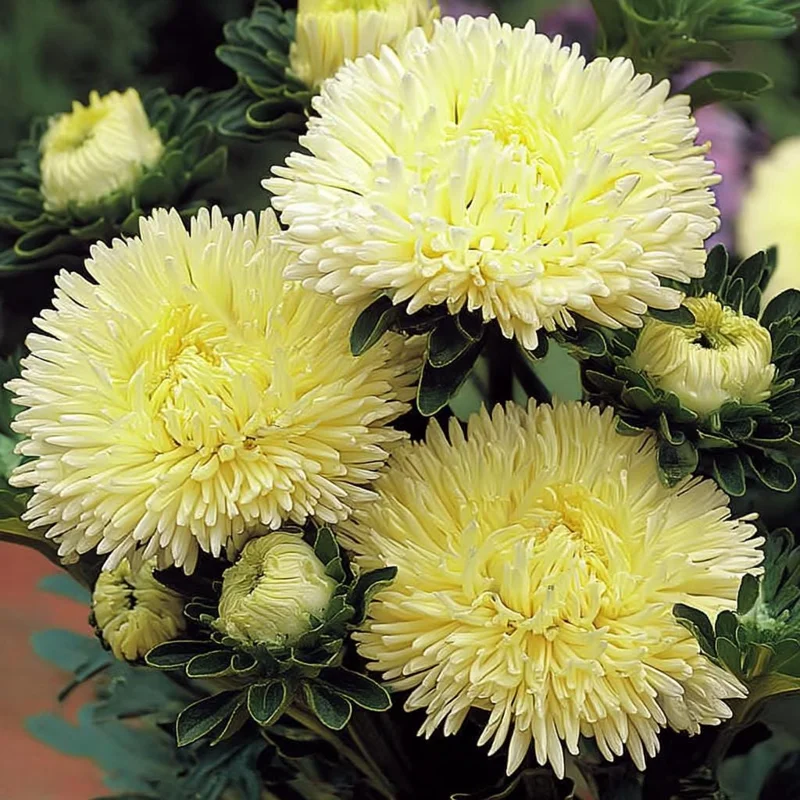 Gala Shiny Yellow Aster Seeds - 25 Annual Flower Seeds for Garden - Image 1