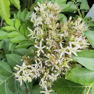 Gamthi Live Plant – 10-12 inches Tall – Exotic Indoor/Outdoor Ornamental - Image 2