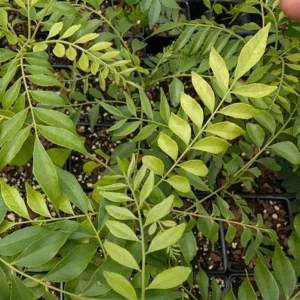 Gamthi Live Plant – 10-12 inches Tall – Exotic Indoor/Outdoor Ornamental - Image 1